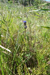 Gentiana triflora