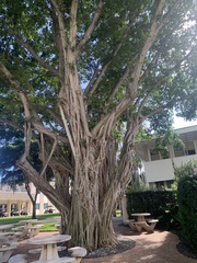 Ficus benghalensis