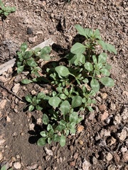 Amaranthus blitoides