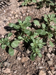 Amaranthus blitoides