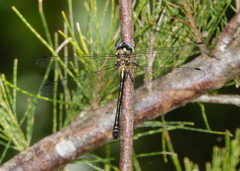 Micromidia convergens