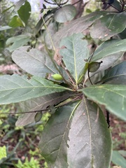 Terminalia