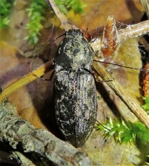 Prosternon tessellatum