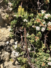 Pimelea prostrata