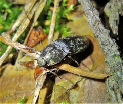 Prosternon tessellatum