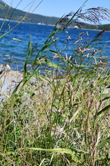 Sanguisorba tenuifolia