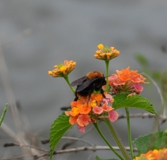 Bombus bellicosus