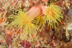 Tubastraea coccinea