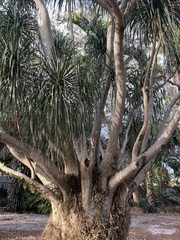 Beaucarnea recurvata