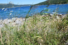 Sanguisorba tenuifolia