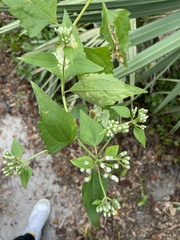 Mikania scandens