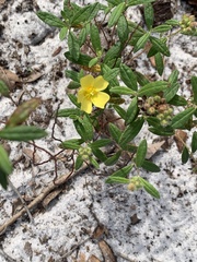 Crocanthemum corymbosum