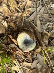 Lactarius paradoxus