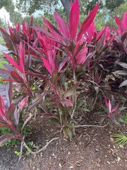 Cordyline