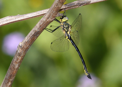 Micromidia convergens