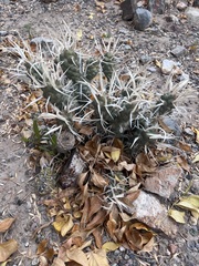 Tephrocactus