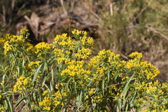 Barkleyanthus salicifolius