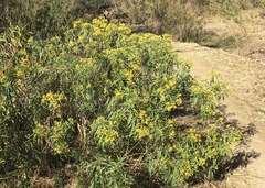 Barkleyanthus salicifolius