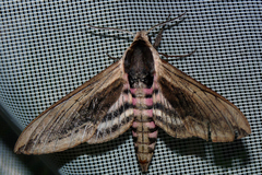 Sphinx ligustri
