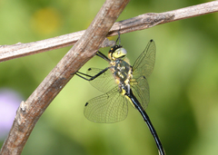 Micromidia convergens