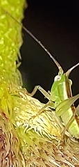 Conocephalini