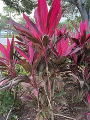 Codiaeum variegatum