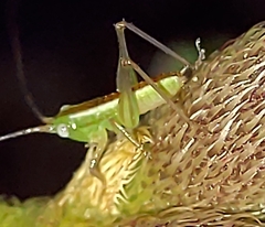 Conocephalini