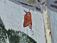 Adeloneivaia apicalis