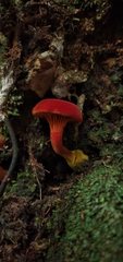 Erythrophylloporus
