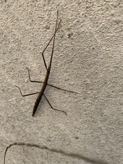 Clonopsis gallica