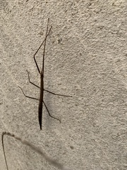 Clonopsis gallica