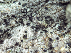 Bacidia circumspecta