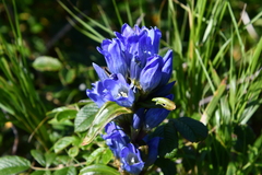 Gentiana triflora