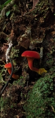 Erythrophylloporus