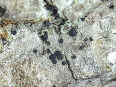 Bacidia circumspecta