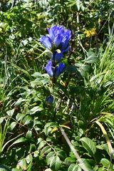 Gentiana triflora