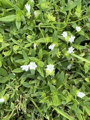 Richardia grandiflora