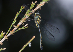 Micromidia convergens