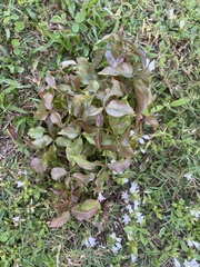 Alternanthera brasiliana