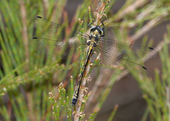 Micromidia convergens
