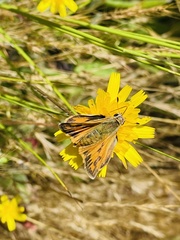 Hylephila fasciolata