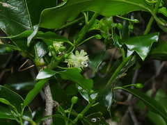 Passiflora tetrandra