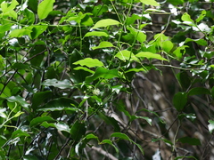 Passiflora tetrandra