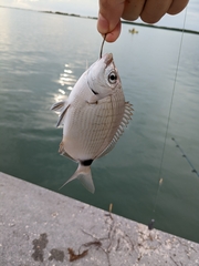 Diplodus holbrookii
