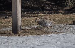 Tympanuchus phasianellus