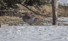 Tympanuchus phasianellus