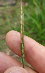 Bothriochloa decipiens