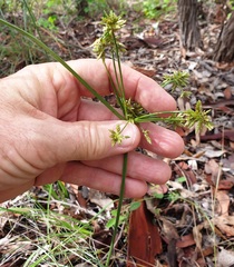 Cyperus difformis