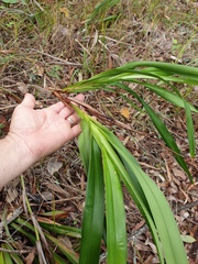 Dianella caerulea producta