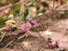 Mirabilis
